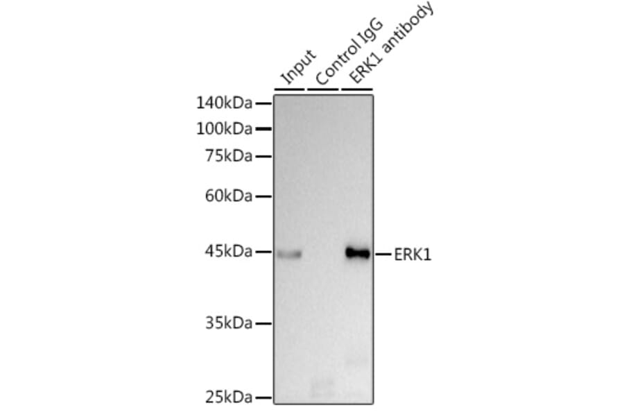 Western Blot - Anti-ERK1 Antibody [ARC2591] (A306776) - Antibodies.com