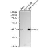 Western Blot - Anti-ERK1 Antibody [ARC2591] (A306776) - Antibodies.com