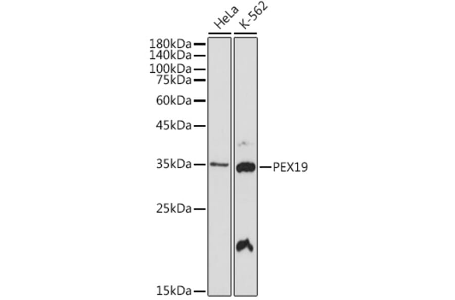 Western Blot - Anti-PEX19 Antibody [ARC2395] (A306780) - Antibodies.com