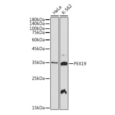 Western Blot - Anti-PEX19 Antibody [ARC2395] (A306780) - Antibodies.com