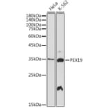 Western Blot - Anti-PEX19 Antibody [ARC2395] (A306780) - Antibodies.com