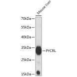 Western Blot - Anti-PYCRL Antibody (A306781) - Antibodies.com