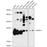 Western Blot - Anti-RCL Antibody (A306783) - Antibodies.com