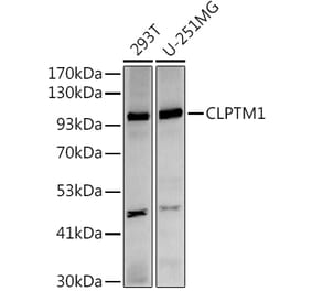 Western Blot - Anti-CLPTM1 Antibody [ARC2720] (A306784) - Antibodies.com