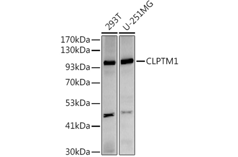 Western Blot - Anti-CLPTM1 Antibody [ARC2720] (A306784) - Antibodies.com