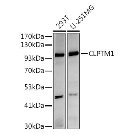 Western Blot - Anti-CLPTM1 Antibody [ARC2720] (A306784) - Antibodies.com