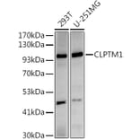 Western Blot - Anti-CLPTM1 Antibody [ARC2720] (A306784) - Antibodies.com