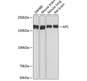 Western Blot - Anti-APC Antibody [ARC0346] (A306785) - Antibodies.com