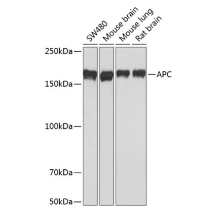Western Blot - Anti-APC Antibody [ARC0346] (A306785) - Antibodies.com