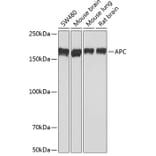 Western Blot - Anti-APC Antibody [ARC0346] (A306785) - Antibodies.com