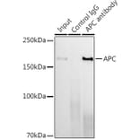 Western Blot - Anti-APC Antibody [ARC0346] (A306785) - Antibodies.com