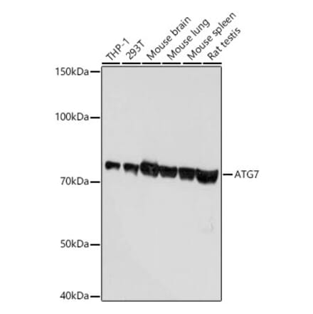 Western Blot - Anti-ATG7 Antibody [ARC0083] (A306787) - Antibodies.com