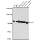 Western Blot - Anti-ATG7 Antibody [ARC0083] (A306787) - Antibodies.com