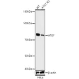 Western Blot - Anti-ATG7 Antibody [ARC0083] (A306787) - Antibodies.com