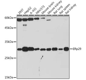 Western Blot - Anti-ERp29 Antibody [ARC2295] (A306789) - Antibodies.com