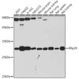 Western Blot - Anti-ERp29 Antibody [ARC2295] (A306789) - Antibodies.com