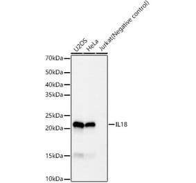 Western Blot - Anti-IL-18 Antibody [ARC56557] (A306790) - Antibodies.com