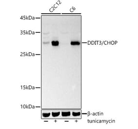 Western Blot - Anti-DDIT3 Antibody (A306791) - Antibodies.com