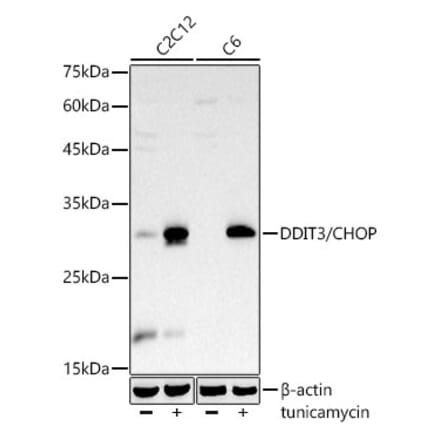 Western Blot - Anti-DDIT3 Antibody [ARC51429] (A306793) - Antibodies.com