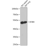 Western Blot - Anti-SF3B4 Antibody (A306795) - Antibodies.com