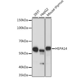 Western Blot - Anti-HSPA14 Antibody [ARC1908] (A306797) - Antibodies.com