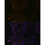 Immunofluorescence - Anti-HSPA14 Antibody [ARC1908] (A306797) - Antibodies.com