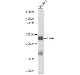 Western Blot - Anti-RhoA Antibody [ARC0372] (A306799) - Antibodies.com
