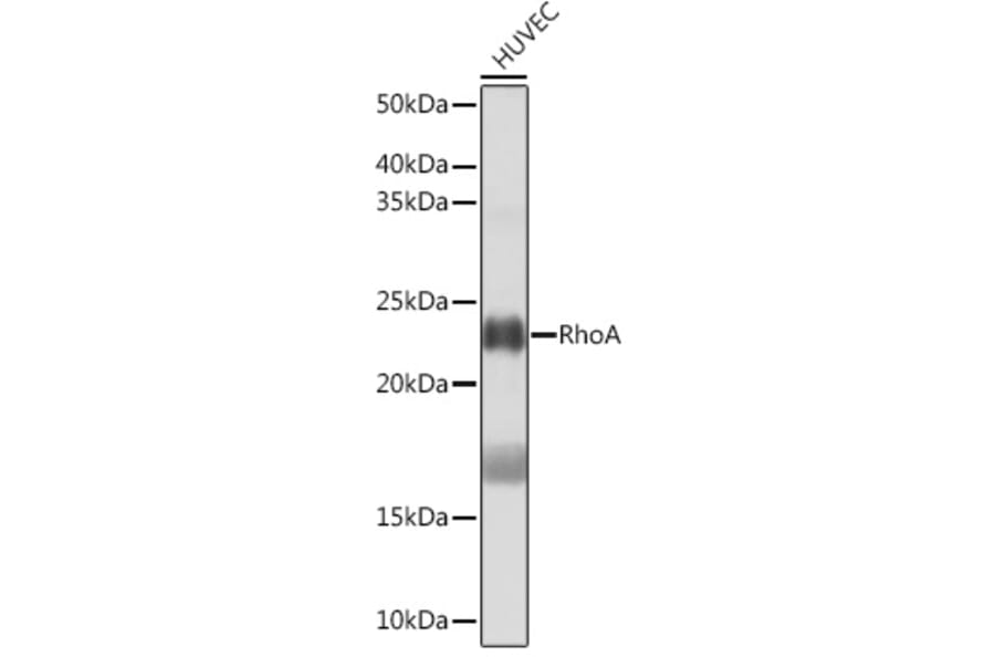 Western Blot - Anti-RhoA Antibody [ARC0372] (A306799) - Antibodies.com