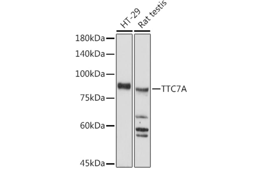 Western Blot - Anti-TTC7A Antibody (A306801) - Antibodies.com