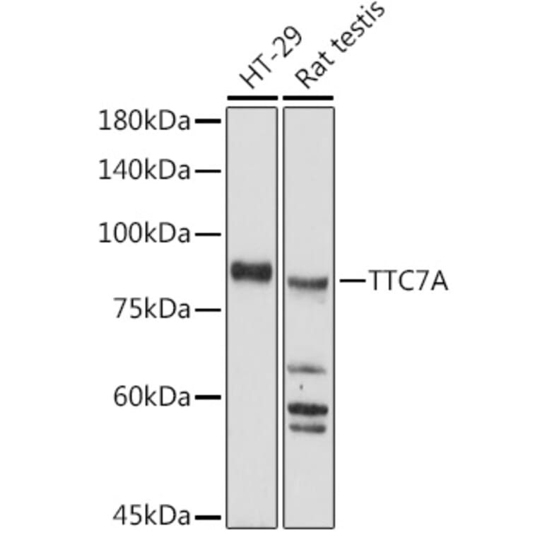 Western Blot - Anti-TTC7A Antibody (A306801) - Antibodies.com