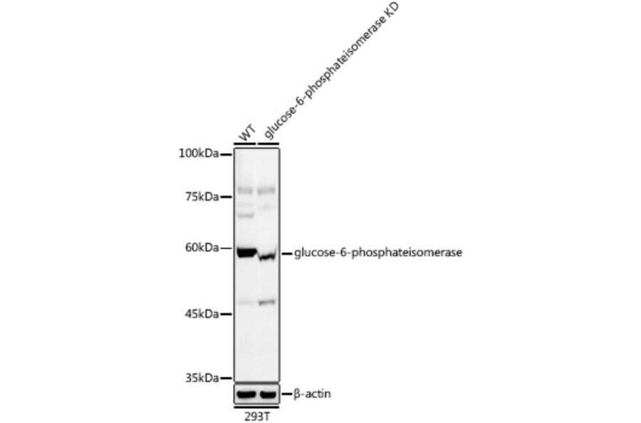 Western Blot - Anti-Glucose 6 Phosphate Isomerase Antibody [ARC0997] (A306804) - Antibodies.com
