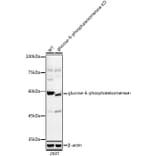 Western Blot - Anti-Glucose 6 Phosphate Isomerase Antibody [ARC0997] (A306804) - Antibodies.com