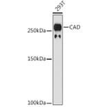 Western Blot - Anti-CAD/BM1 Antibody [ARC1426] (A306805) - Antibodies.com