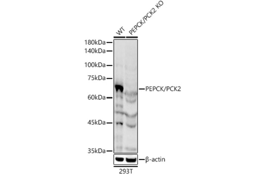 Western Blot - Anti-PCK2 Antibody (A306806) - Antibodies.com
