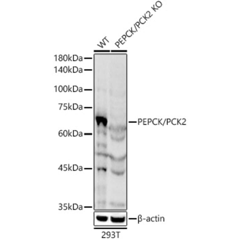 Western Blot - Anti-PCK2 Antibody (A306806) - Antibodies.com