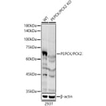 Western Blot - Anti-PCK2 Antibody (A306806) - Antibodies.com
