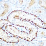 Immunohistochemistry - Anti-PCK2 Antibody (A306806) - Antibodies.com