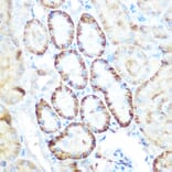 Immunohistochemistry - Anti-PCK2 Antibody (A306806) - Antibodies.com