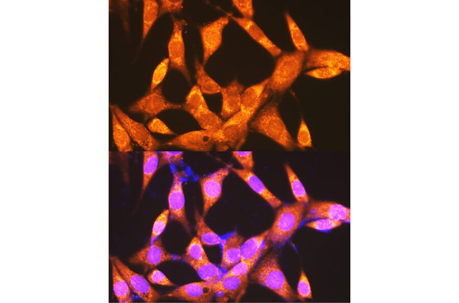 Immunofluorescence - Anti-PCK2 Antibody (A306806) - Antibodies.com