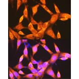 Immunofluorescence - Anti-PCK2 Antibody (A306806) - Antibodies.com