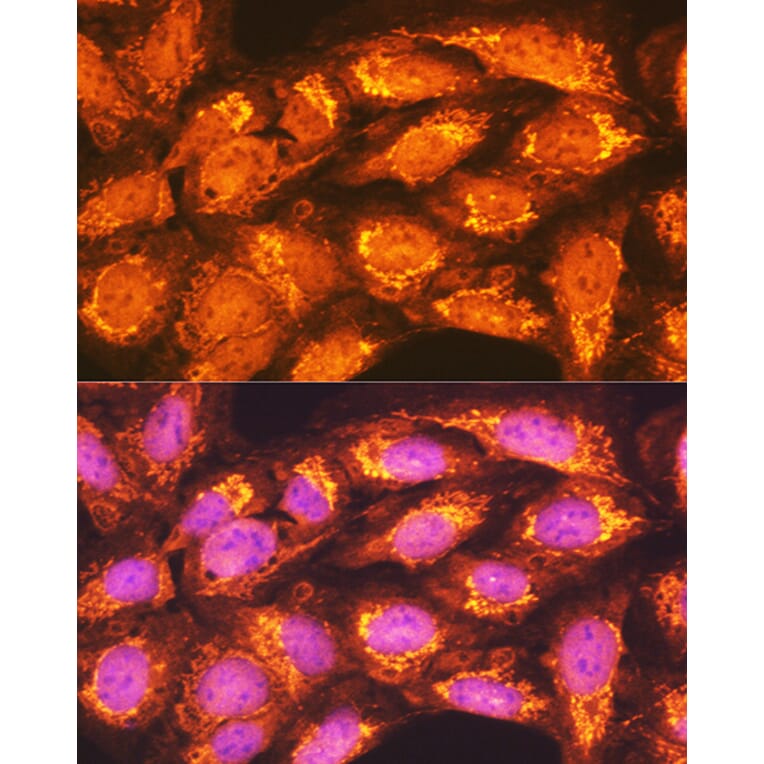 Immunofluorescence - Anti-PCK2 Antibody (A306806) - Antibodies.com