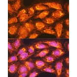 Immunofluorescence - Anti-PCK2 Antibody (A306806) - Antibodies.com