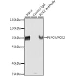 Western Blot - Anti-PCK2 Antibody (A306806) - Antibodies.com