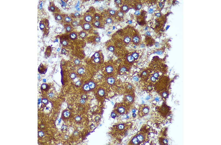 Immunohistochemistry - Anti-Pigu Antibody (A306810) - Antibodies.com