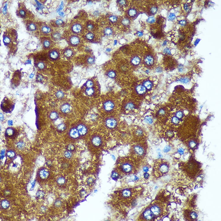 Immunohistochemistry - Anti-Pigu Antibody (A306810) - Antibodies.com