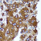 Immunohistochemistry - Anti-Pigu Antibody (A306810) - Antibodies.com