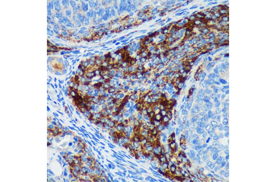 Immunohistochemistry - Anti-Pigu Antibody (A306810) - Antibodies.com