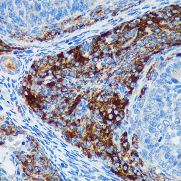 Immunohistochemistry - Anti-Pigu Antibody (A306810) - Antibodies.com