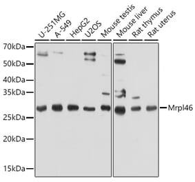 Western Blot - Anti-Mrpl46 Antibody (A306811) - Antibodies.com