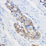 Immunohistochemistry - Anti-Mrpl46 Antibody (A306811) - Antibodies.com